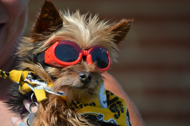 属猪的三年大运是指哪三年,属猪人运势最好的年份