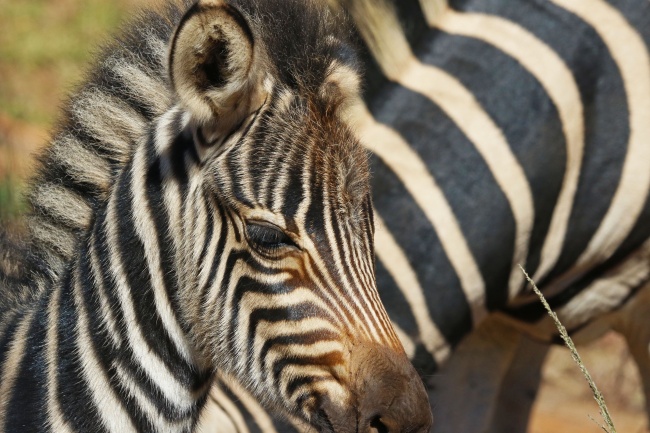 2025年生肖运势大全完整版 12生肖运势解析