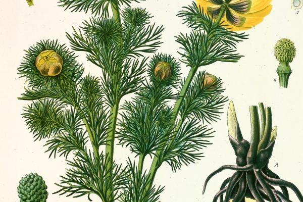 梦见去死的母亲有什么预兆