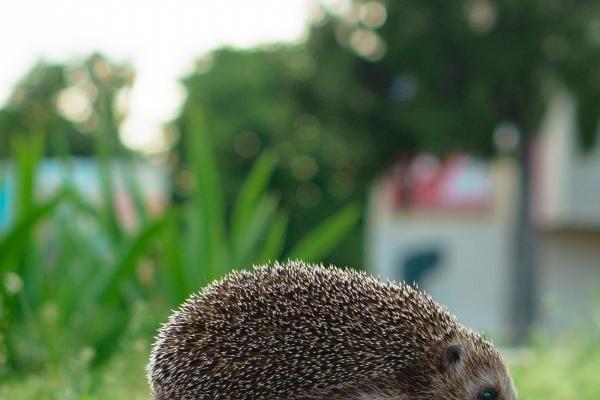 属鸡男被哪个属相女骗