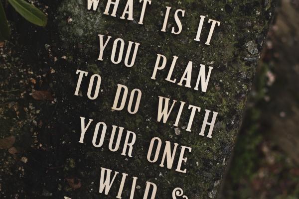 梦到了猫去世的预兆