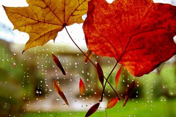 属猴人靠什么发财最快，属猴人做什么行业容易发财