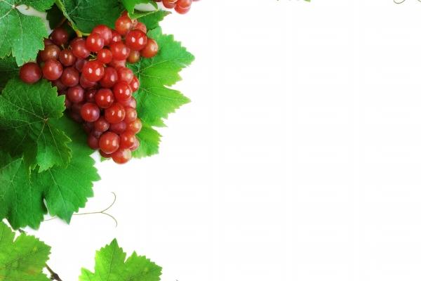 梦到了死了的猫意味着什么