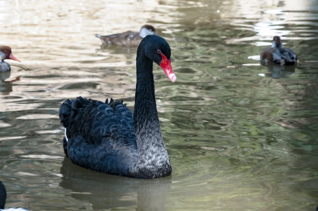 梦到了塘鲺鱼是凶兆还是吉兆
