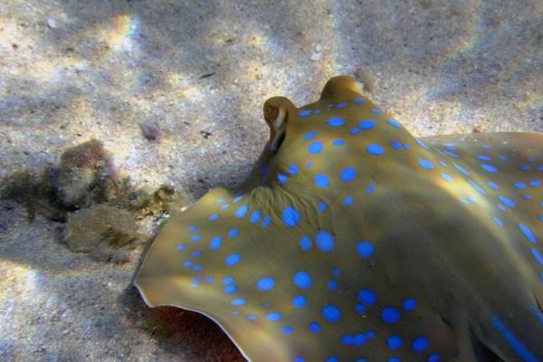 79年属羊的一生大劫是哪一年