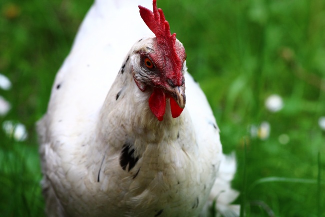 高人预言属狗2025，属狗人2025年全年运势如何