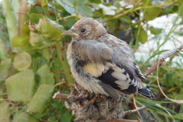 有钱也很低调的生肖女