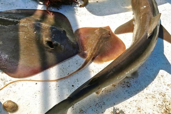 梦见粉色气球有什么寓意吗？