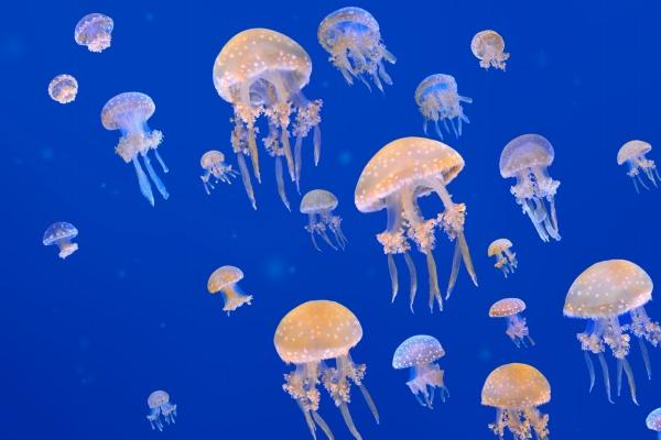 仙指阁运势 2024年12月24日十二生肖运势解析