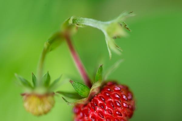 梦到檀香木意味什么
