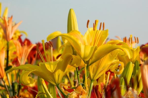 梦到了给别人带孝是咋回事