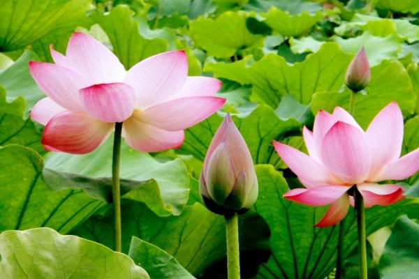 梦见发射炮弹什么预兆