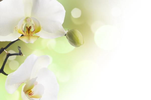 95属猪人为啥不能戴金