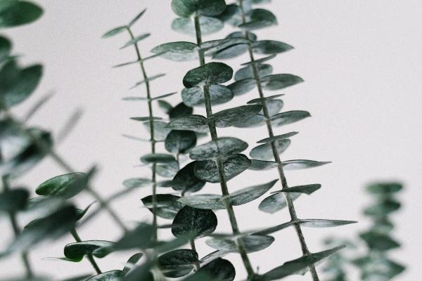 梦见家猪是凶兆还是吉兆