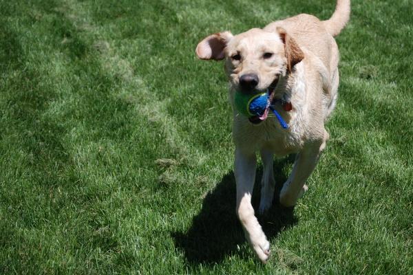 2025必添子的生肖 容易生儿子