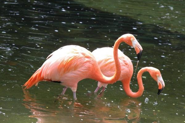 梦到老婆背叛我意味着什么