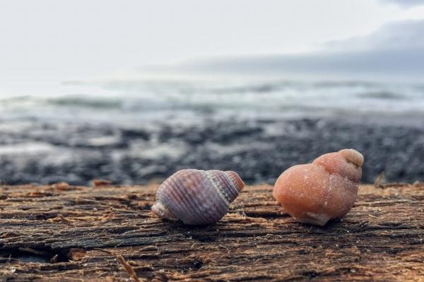 梦到了买红车是什么征兆