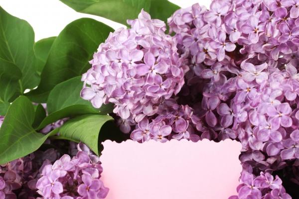 生肖属蛇2025年注意事项及吉凶