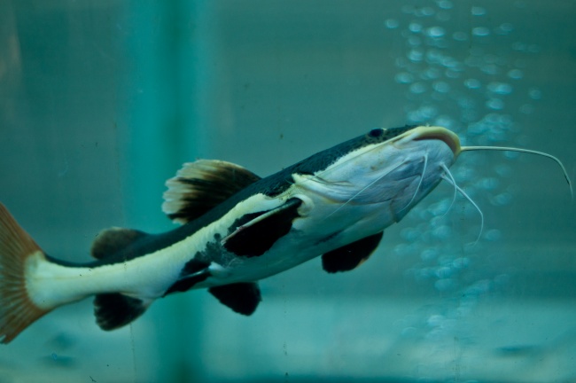 家有两条龙一辈子无后又受穷