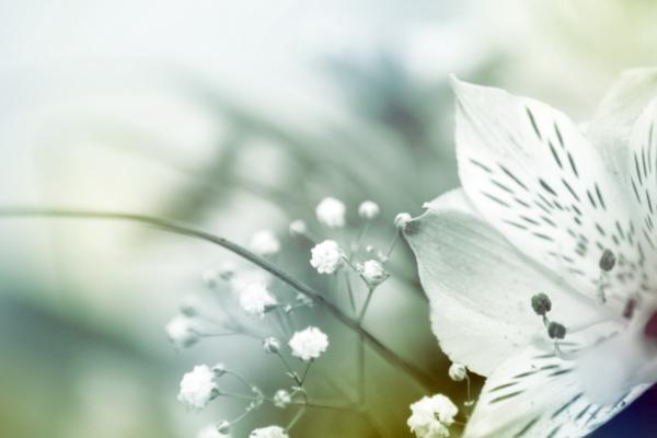 梦到了以前追求者会有什么预兆