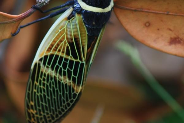 第一运程 2025年1月4日十二生肖运势解析