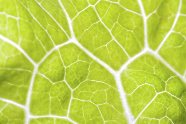 梦到了身上全是蚂蚁预示了什么