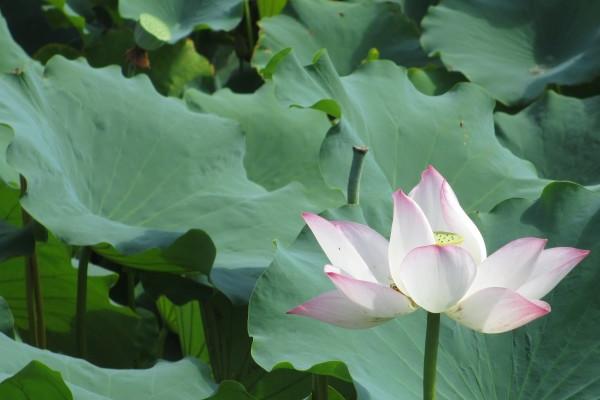 梦到了和朋友出国怎么样