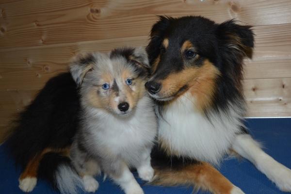 梦到了鞋拔子是什么意思