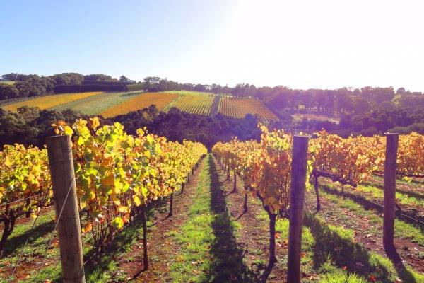 仙指阁运势 2025年1月11日十二生肖运势解析