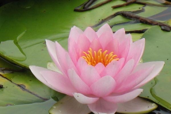 2025属鸡今年比去年好吗，属鸡人2025年运势表现如何