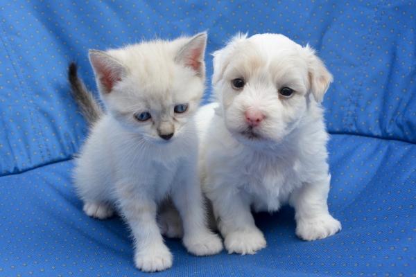 2025年属龙人孽缘缠身