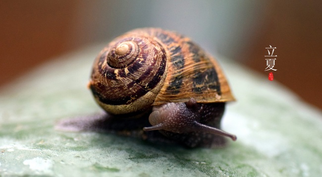 87年的兔女2025年躲不过的灾