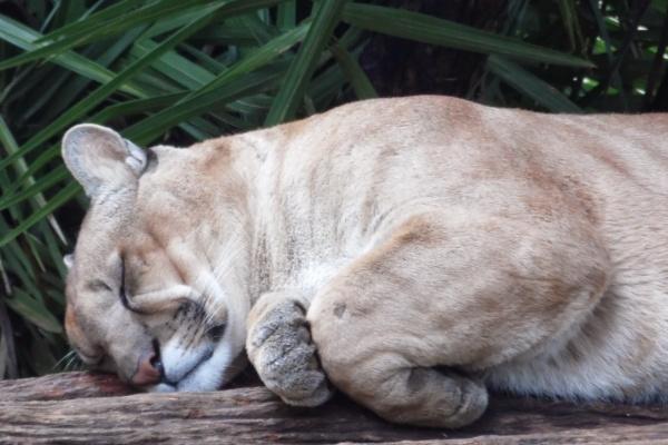 梦到了送牛肉是什么征兆