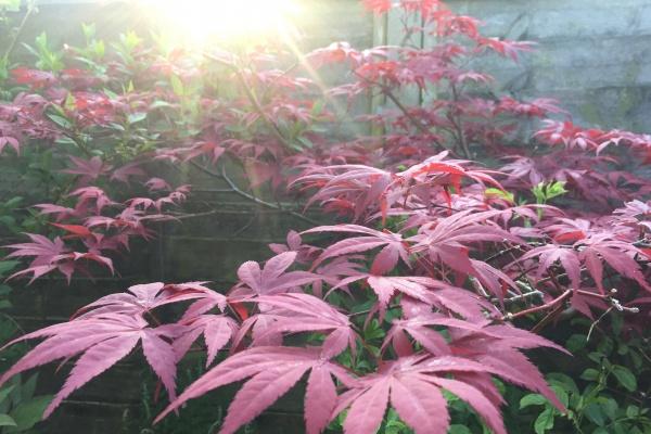 梦到小雏鸟意味着什么