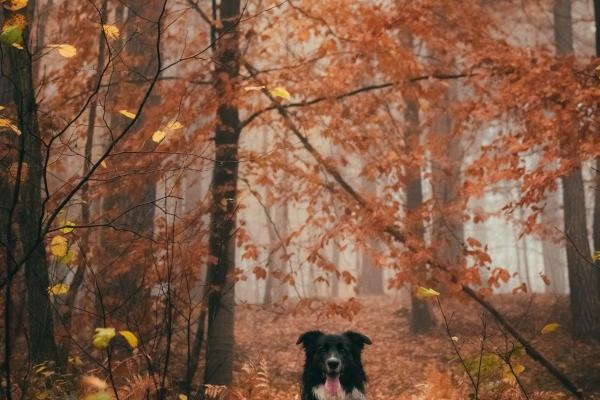 梦到吃龙葵预示什么