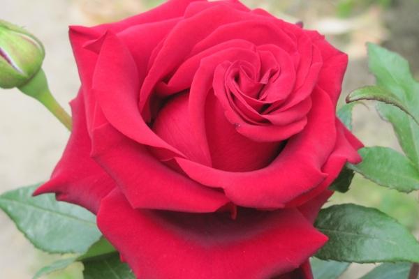 梦到自己有绝症预兆了什么吗