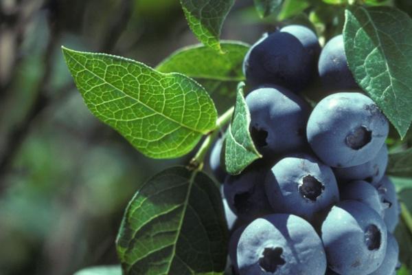 梦到了朋友到访是怎么回事