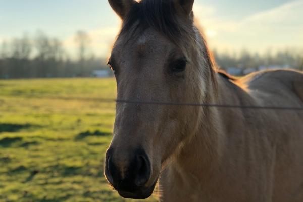 梦到了杀章鱼是什么兆头