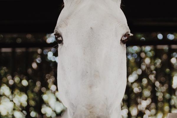 梦到了蛇缠着脚什么寓意