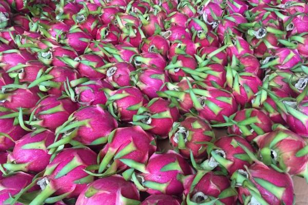 梦到了丧尸吃人代表什么