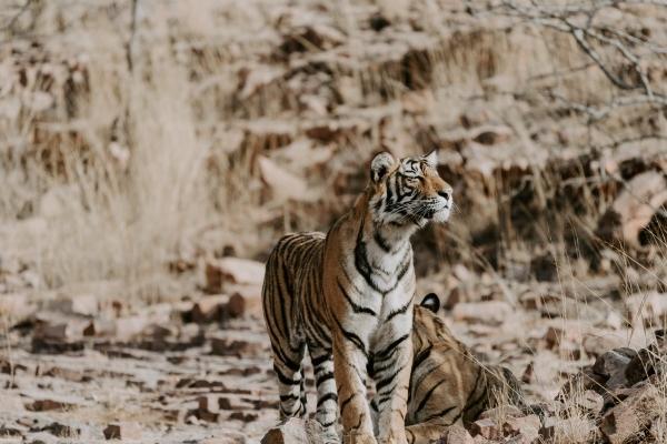 梦见niu有什么含义