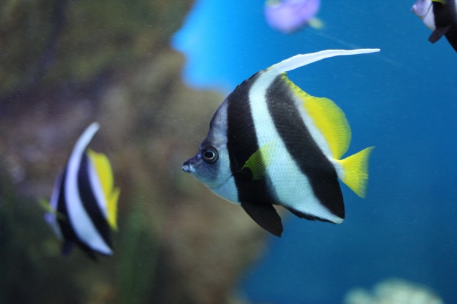 梦到了背追杀是什么意思