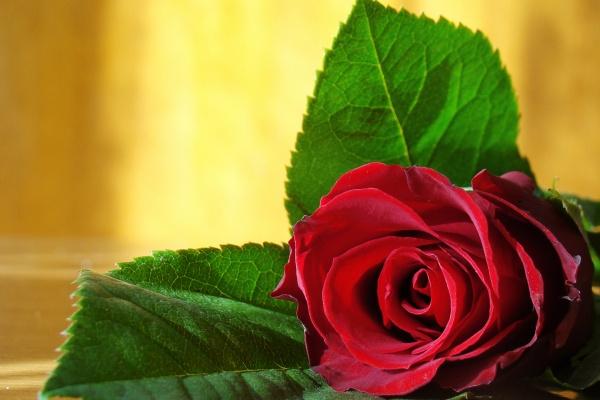 梦到高歌会是什么预兆