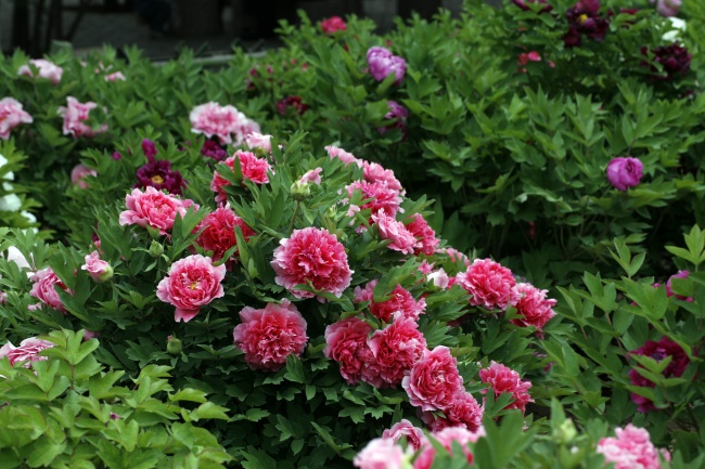 梦到了发糖果代表什么