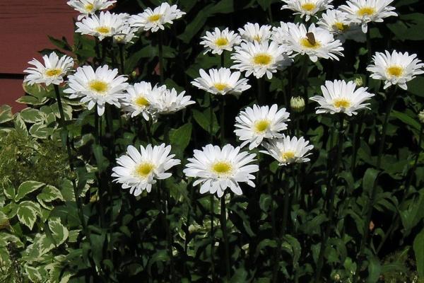 梦见老屋塌了啥意思