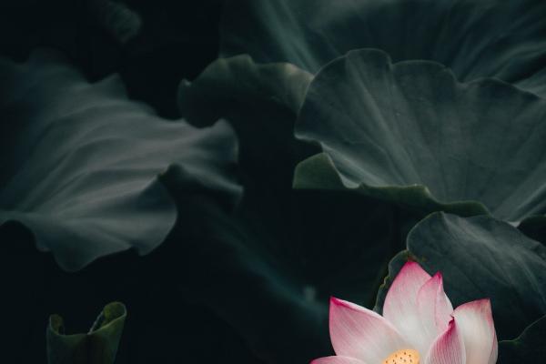 梦到了勒人好不好