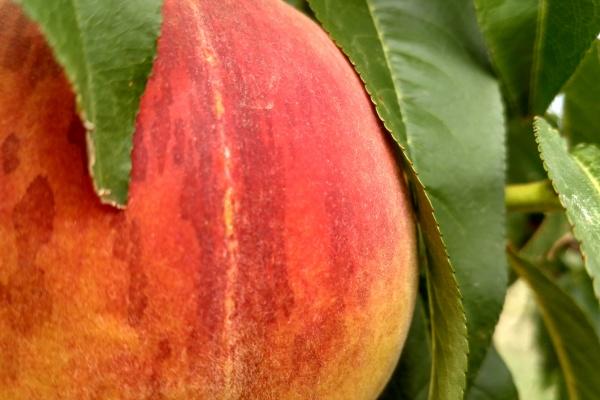 梦见树上摘苹果是好的征兆吗