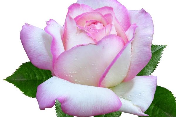 梦到睛天好不好