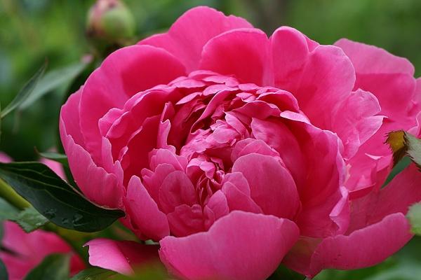 梦到骑电动自行车是吉兆吗?