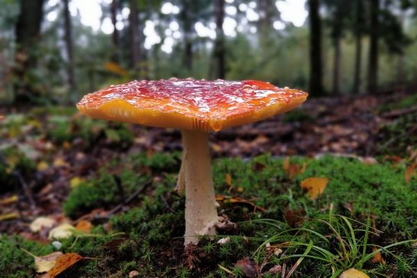 梦到坐吊车有什么预兆